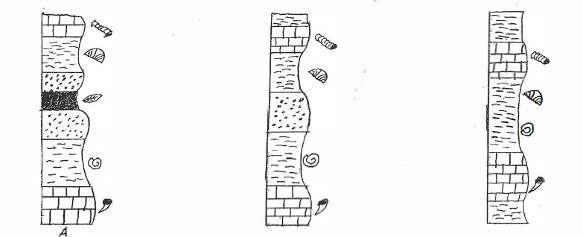 Three stratigraphic columns for correllation.